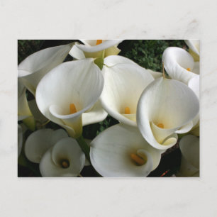 Lilies at Calla Lily Plantation, Taiwan Postkarte
