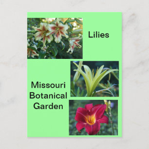 Lilies at Missouri Botanischer Garten Postkarte