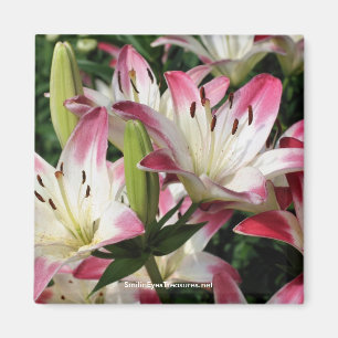 Lilies Flower Fotografy Magnet