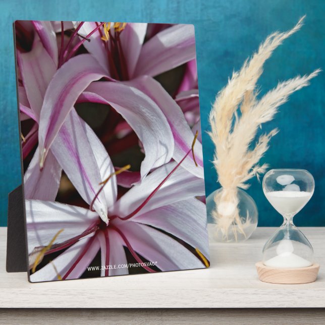 Lilies Fotoplatte (Seite)