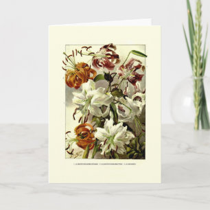 Lilies Karte