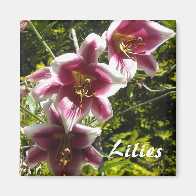 Lilies Magnet (Vorne)