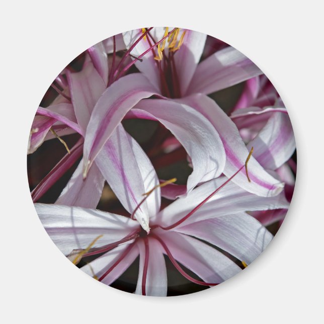 Lilies Magnet (Vorne)