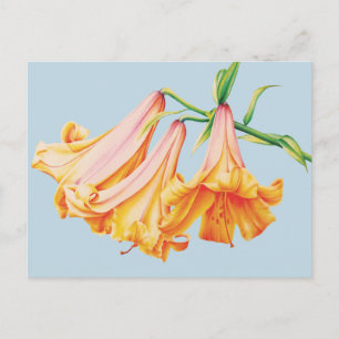 Lilies orange auf blauem Bleistift Aquarellkunst Postkarte