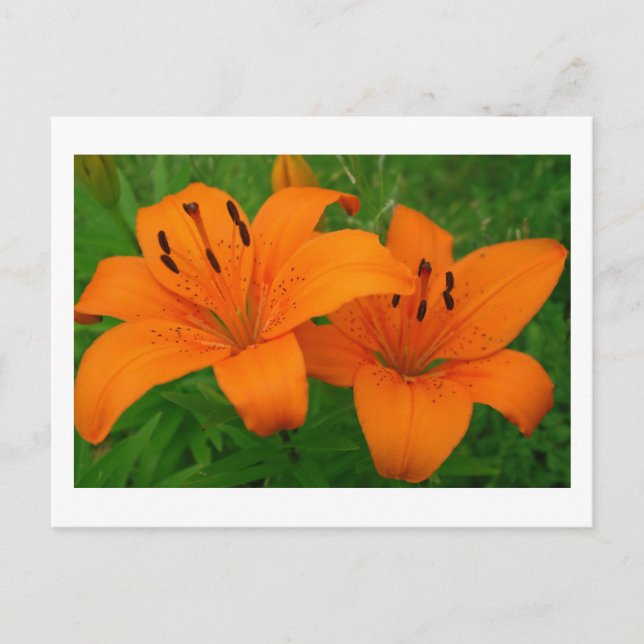 Lilies Postcard Postkarte (Vorderseite)