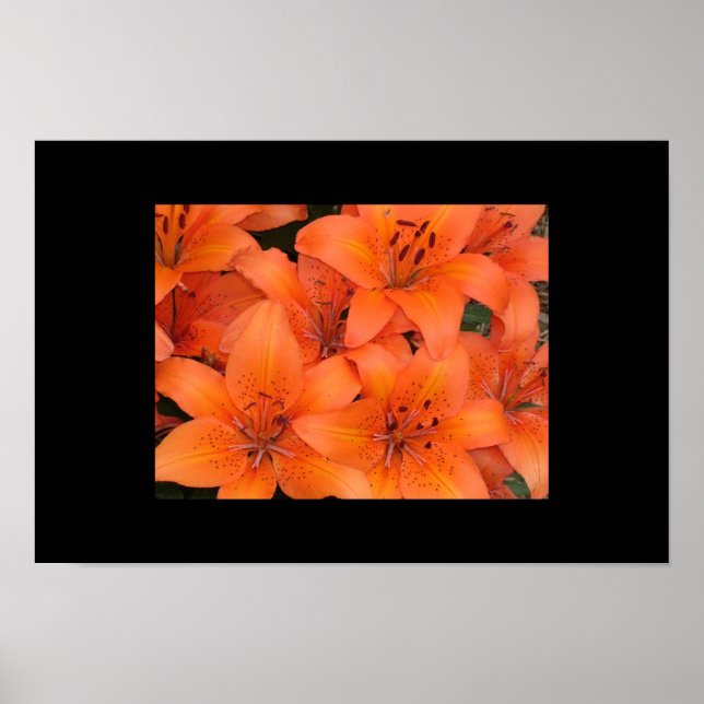 Lilies Poster (Vorne)