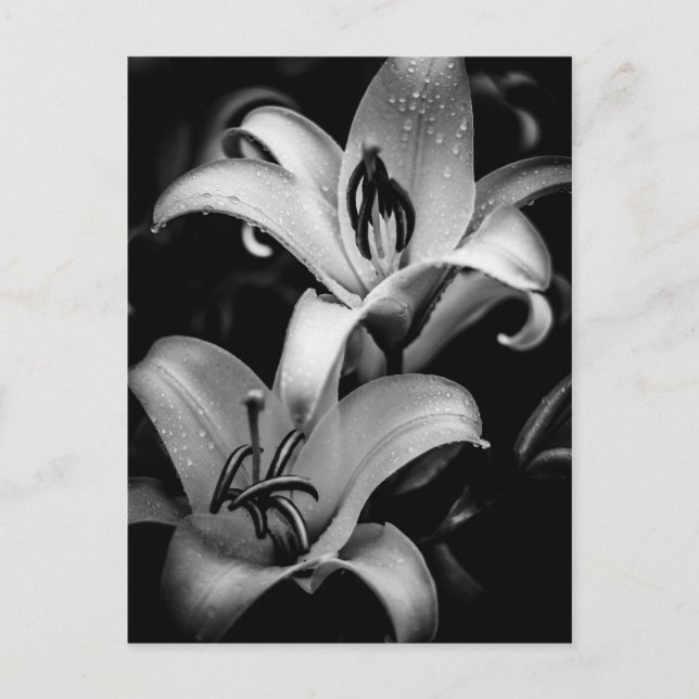Lilies Postkarte (Vorderseite)