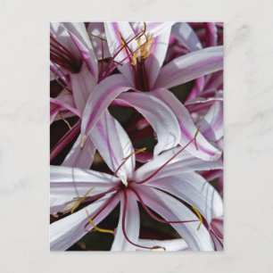 Lilies Postkarte