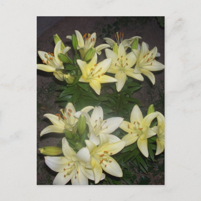 Lilies Postkarte (Vorderseite)