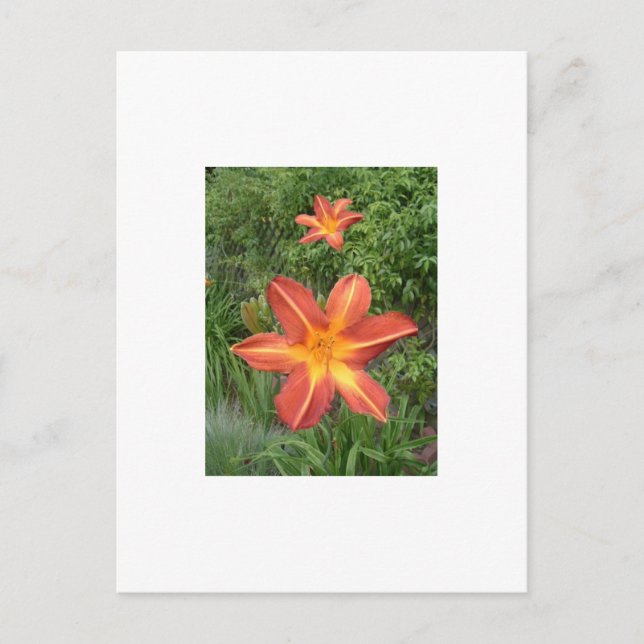 :Lilies Postkarte (Vorderseite)