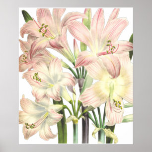 Lilies Print von Pierre-Joseph Redouté Poster