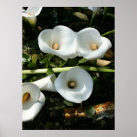 Lilies wachsen in Calla Lily Plantation, Taiwan