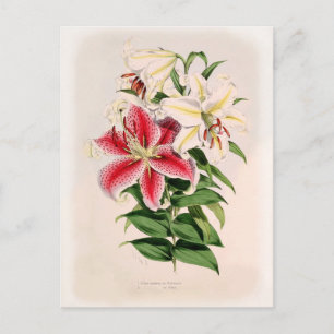Lilium auratum postkarte