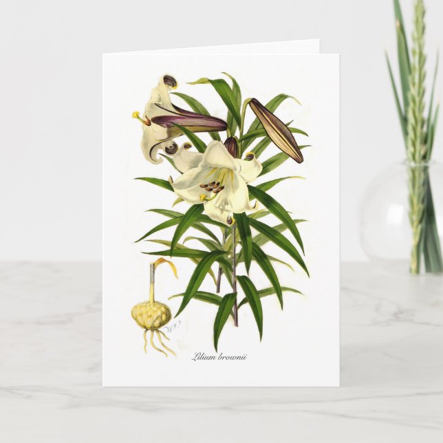 Lilium brownii karte (Vorderseite)
