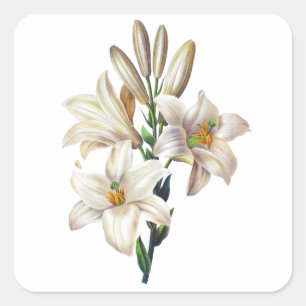 Lilium Candidum oder Madonna-Lilie durch Redoute Quadratischer Aufkleber