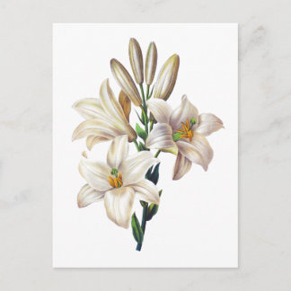 Lilium Candidum oder Madonna Livio Postkarte
