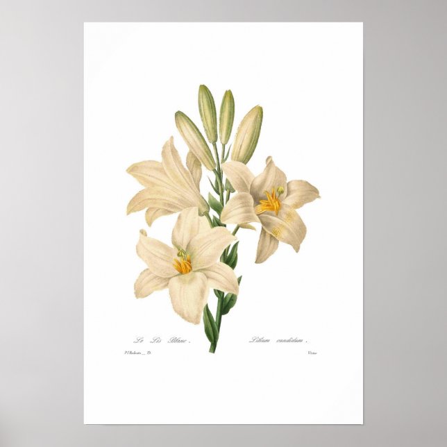Lilium candidum poster (Vorne)
