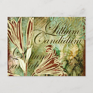 Lilium Candidum Postkarte