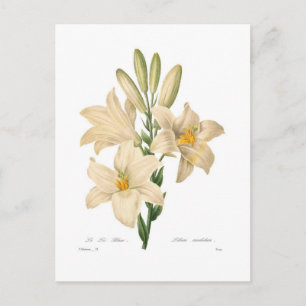 Lilium candidum postkarte