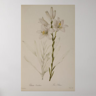 Lilium Candidum, von `Les Liliacees', 1807 Poster