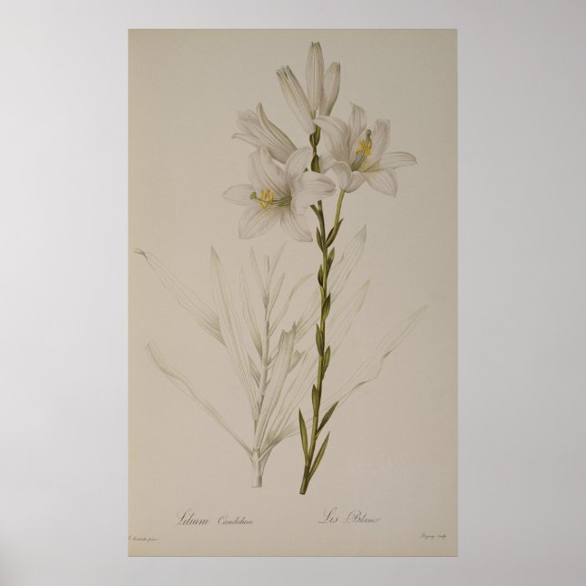 Lilium Candidum, von `Les Liliacees', 1807 Poster (Vorne)