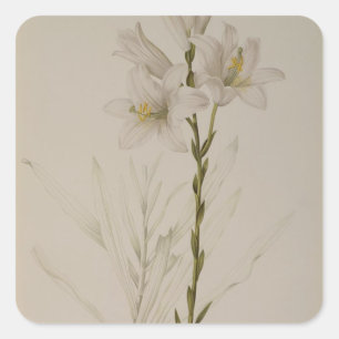 Lilium Candidum, von "Les Liliacees", 1807 Quadratischer Aufkleber