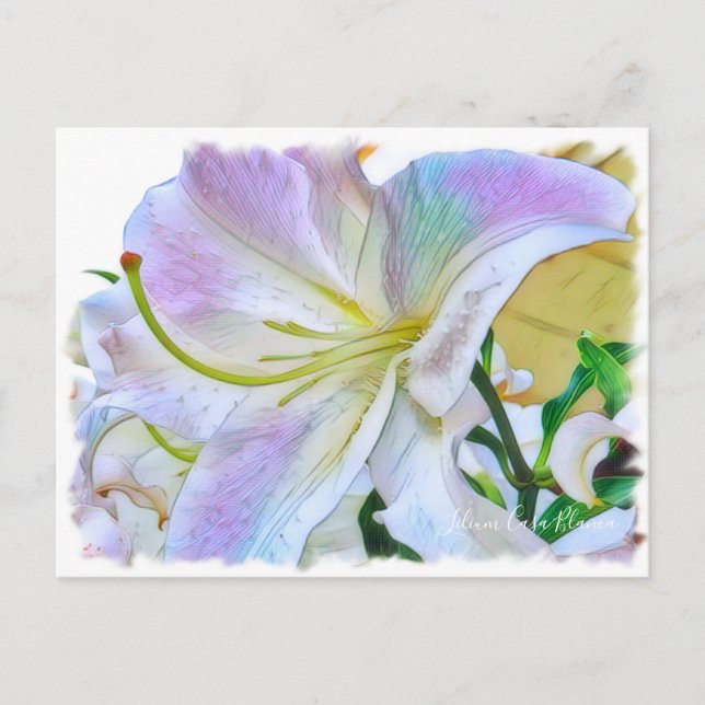 Lilium "Casa Blanca" Postkarte] ポ ス トド Postkarte (Vorderseite)