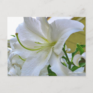 Lilium "Casa Blanca" Postkarte] ポ ス トド Postkarte