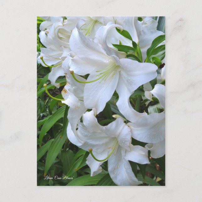 Lilium "Casa Blanca" Postkarte] ポ ス トド Postkarte (Vorderseite)