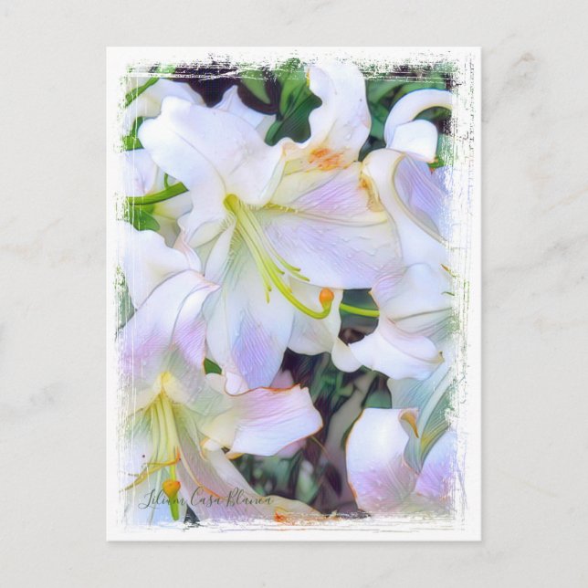 Lilium "Casa Blanca" Postkarte] ポ ス トド Postkarte (Vorderseite)