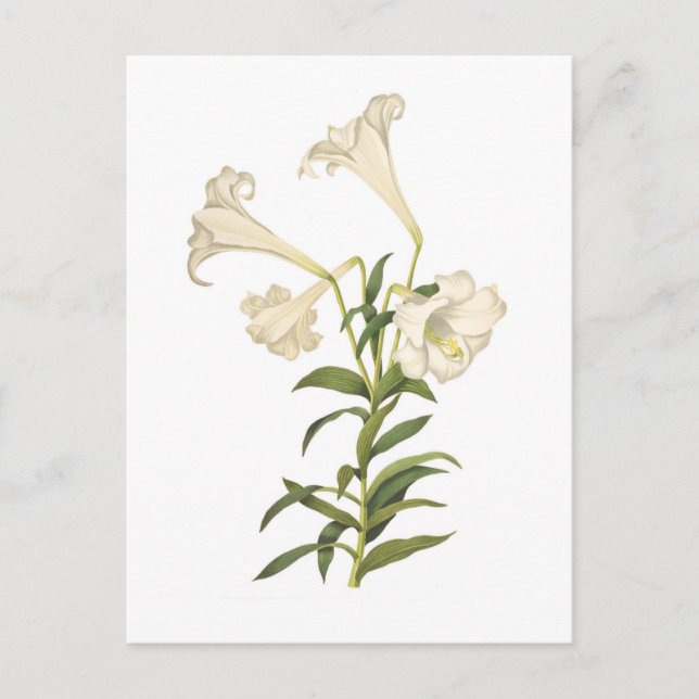 Lilium longiflorum postkarte (Vorderseite)