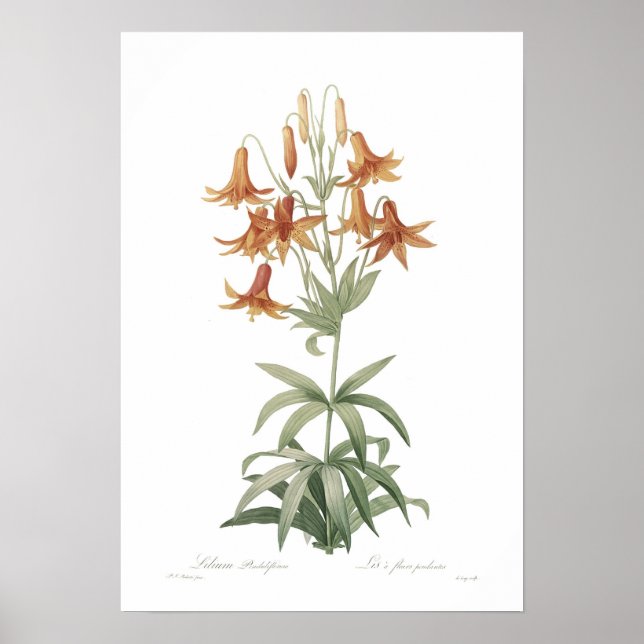 Lilium penduliflorum poster (Vorne)