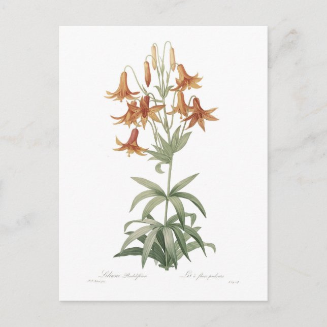 Lilium penduliflorum postkarte (Vorderseite)