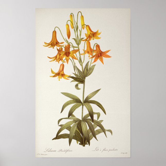 Lilium Penduliflorum, von `Les Liliacees', 1811 Poster (Vorne)