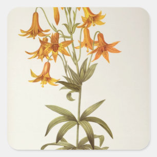 Lilium Penduliflorum, von `Les Liliacees', 1811 Quadratischer Aufkleber