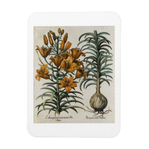Lilium purpureum mauis tun danei und Scapus mit Magnet