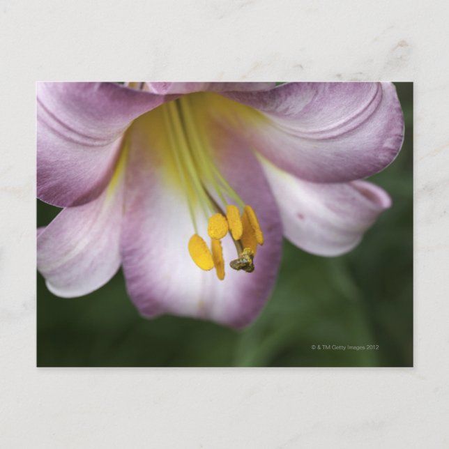 Lilium regale ist eine Trompete blühende Lilie Postkarte (Vorderseite)