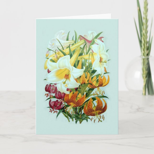 Lilium speciies karte (Vorderseite)