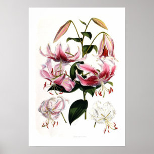 Lilium speciosum poster