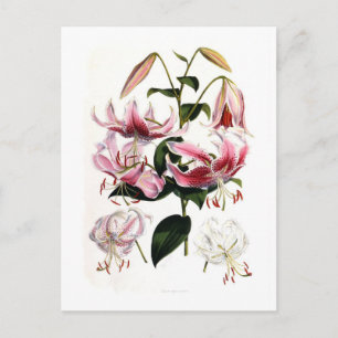 Lilium speciosum postkarte