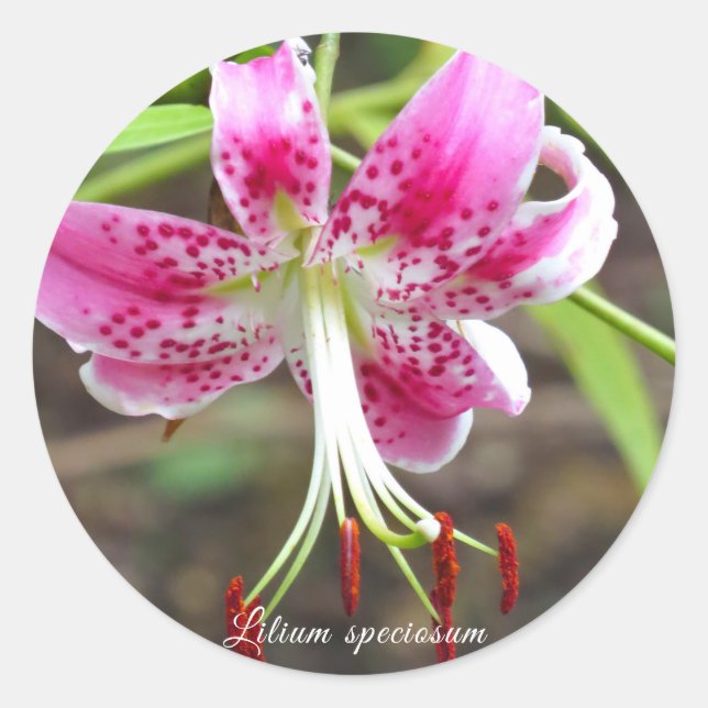 Lilium speciosum [Round-Siegel] ラ ウ シ ル ド Runder Aufkleber (Vorderseite)