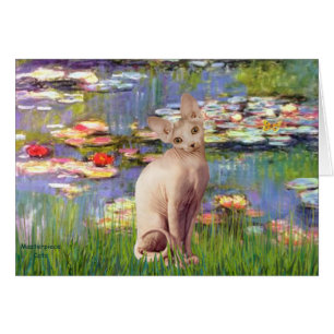 Lillies 2 - Cream Sphynx Katze