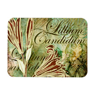 Lillium Candidum Magnet