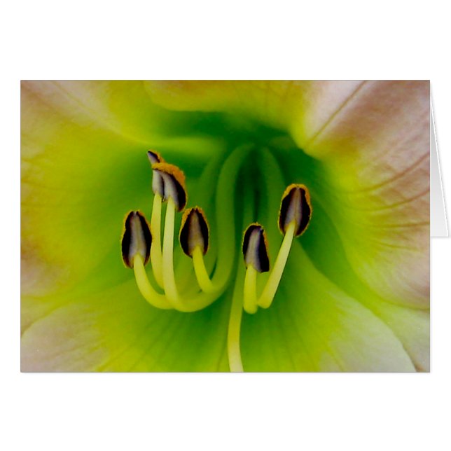 Lilly (Vorderseite (Horizontal))