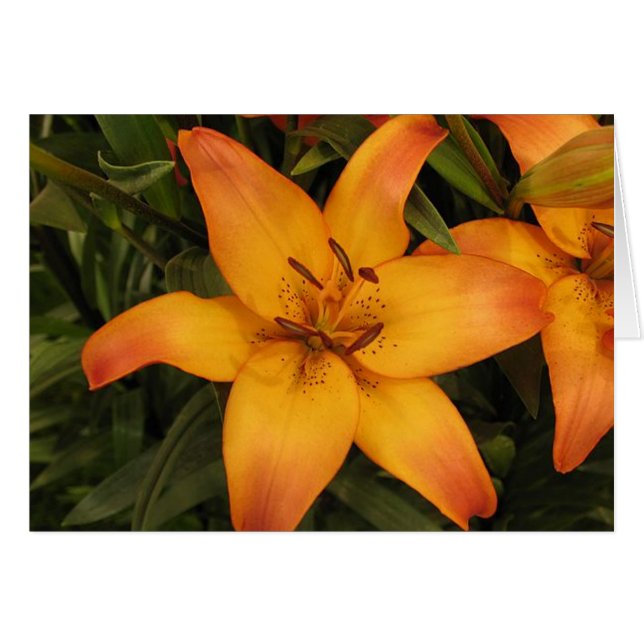 Lilly Gruß/Note Card (Vorderseite (Horizontal))