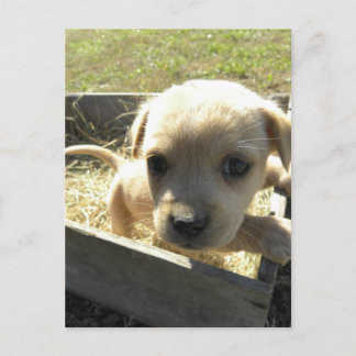 Lilly in einer Box Postkarte