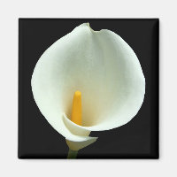 Lilly Magnet