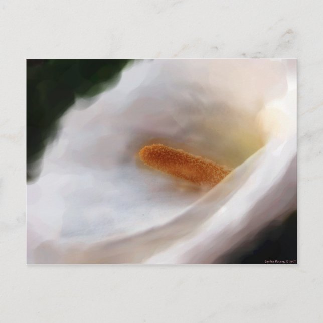 Lilly of the Nile Postcard Postkarte (Vorderseite)