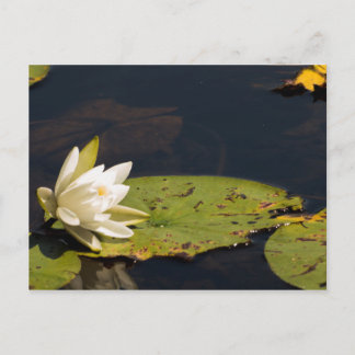 Lilly Pad Postkarte