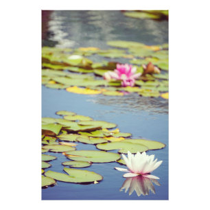 Lilly Pond Blume Fotodruck